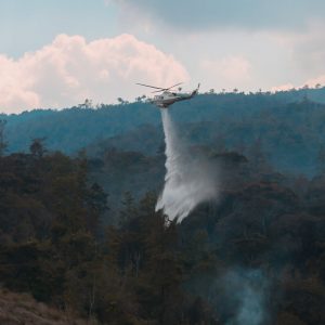 Bomberos y Bomberas Forestales (2)