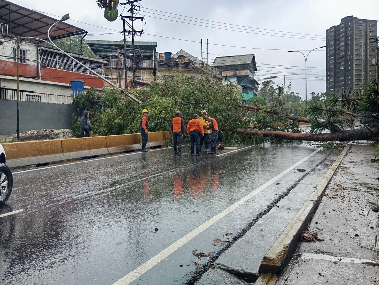 ÓRGANOS DE SEGURIDAD CIUDADANA DESPLIEGAN OPERATIVO ESPECIAL TRAS CAÍDA DE ÁRBOL EN KM 25 DE LA CARRETERA PANAMERICANA